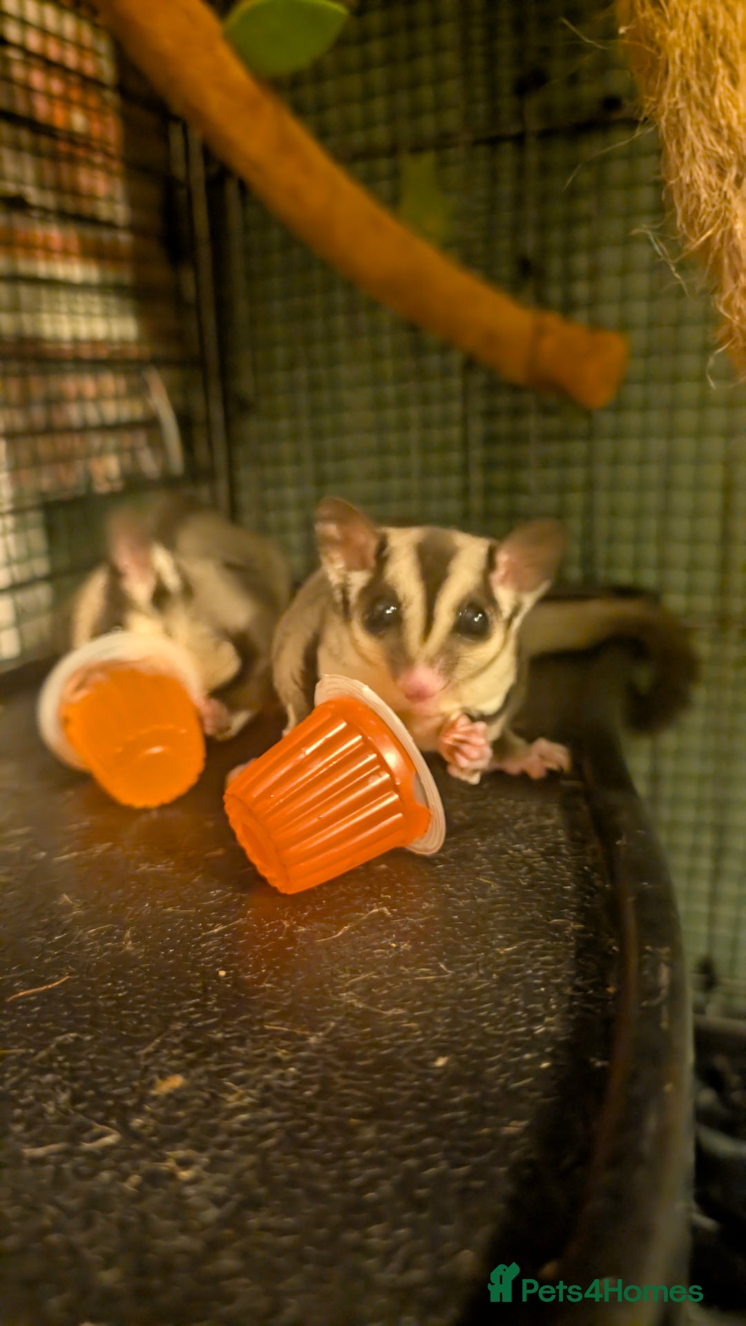 Sugar Glider rodents for sale: Sugar gliders for sale - Advert 1
