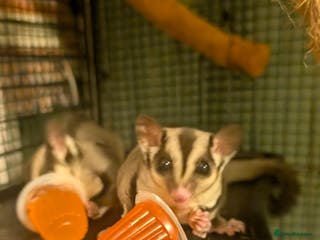 Sugar Glider rodents Sugar gliders for sale - Advert 1