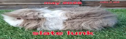 Guinea Pig rodents for sale: Female lunkarya and alpaca guinea pig girls - Advert 2