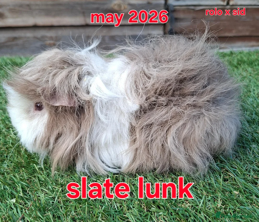 Guinea Pig rodents for sale: Female lunkarya and alpaca guinea pig girls - Advert 2