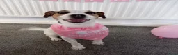 Jack Russell dogs for sale: Jack Russell  - Advert 1