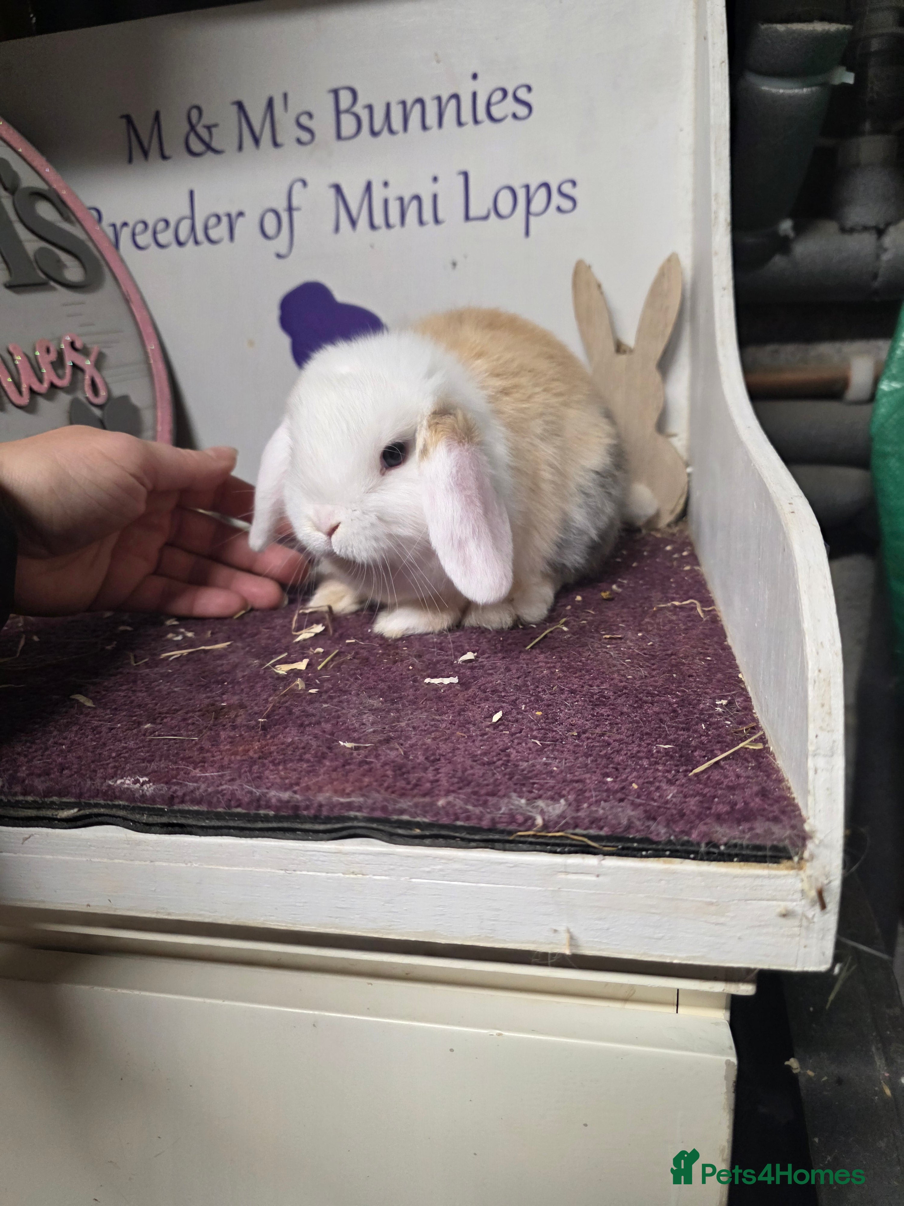 Mini Lop rabbits Last 2 Mini Lop to find there forever home  - Advert 6