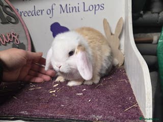 Mini Lop rabbits Last 2 Mini Lop to find there forever home - Advert 6