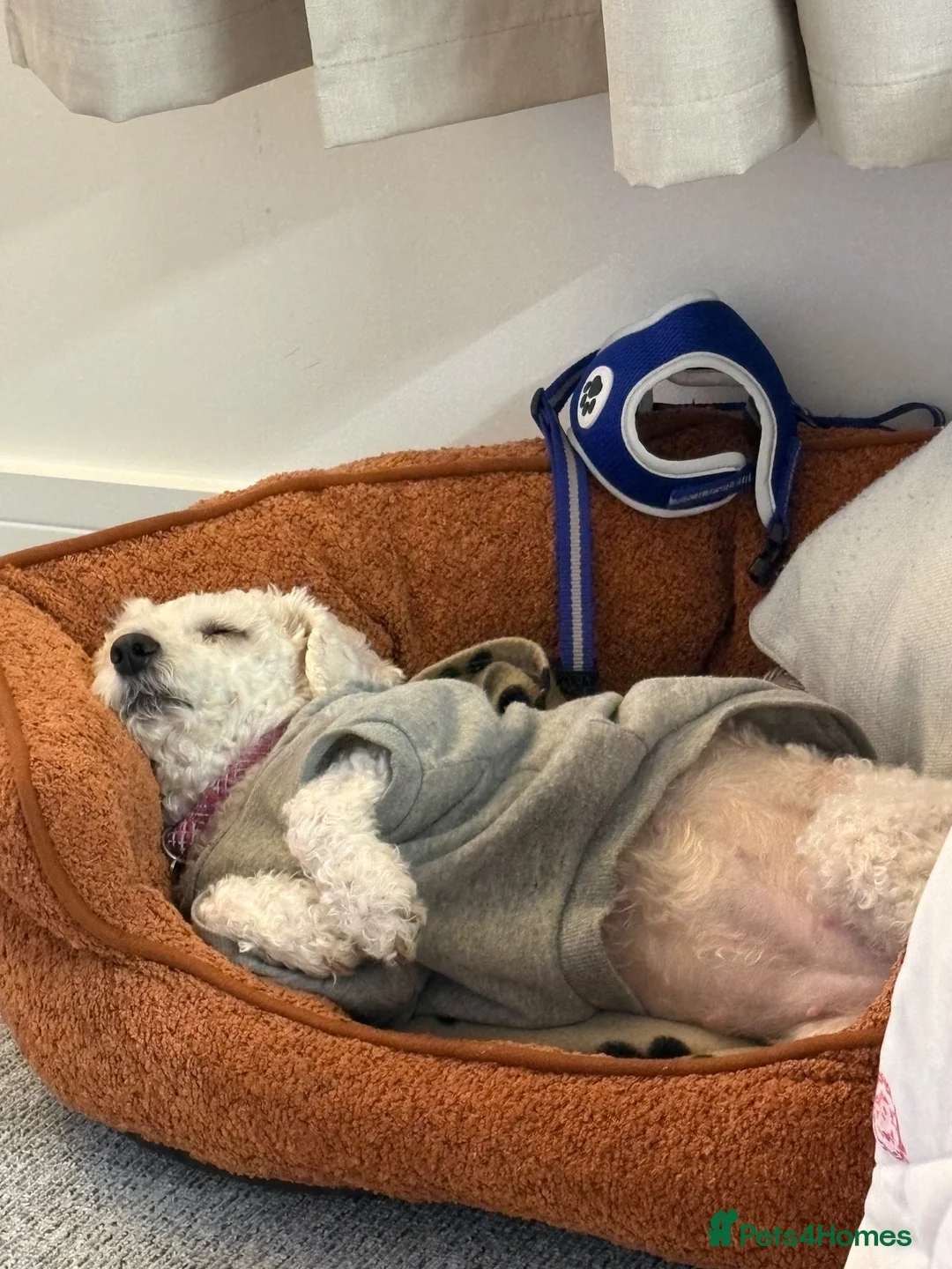 Bichon Frise dogs for sale: Skye - looking for a lovely family in Stoke-on-Trent - Advert 2