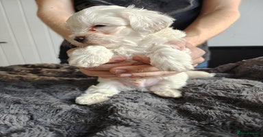 Maltipoo dogs - Advert 12