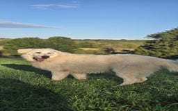 White Swiss Shepherd dogs for sale: 10 month old White Alsatian for loving home - Image 3