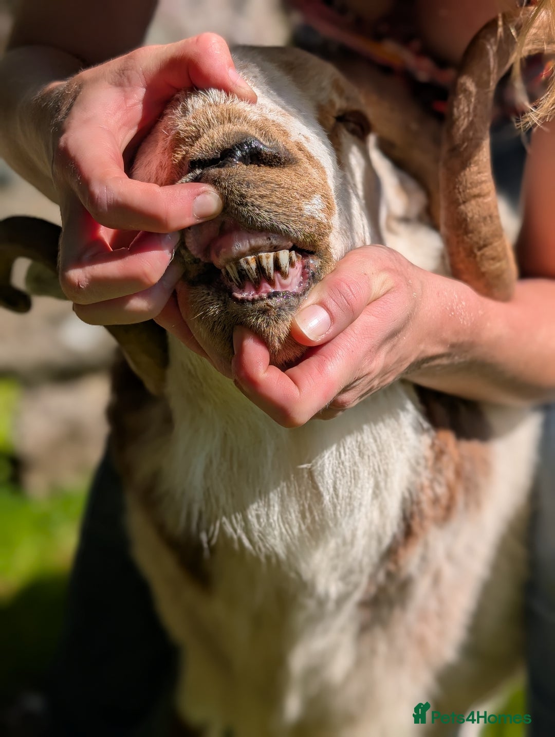 Sheep livestock for sale: Welsh Mountain Ram - Image 5