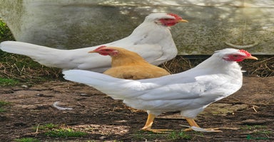 Chickens poultry - Advert 2