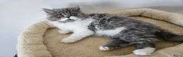 Persian cats for sale: Stuning Persian Girls - Advert 26