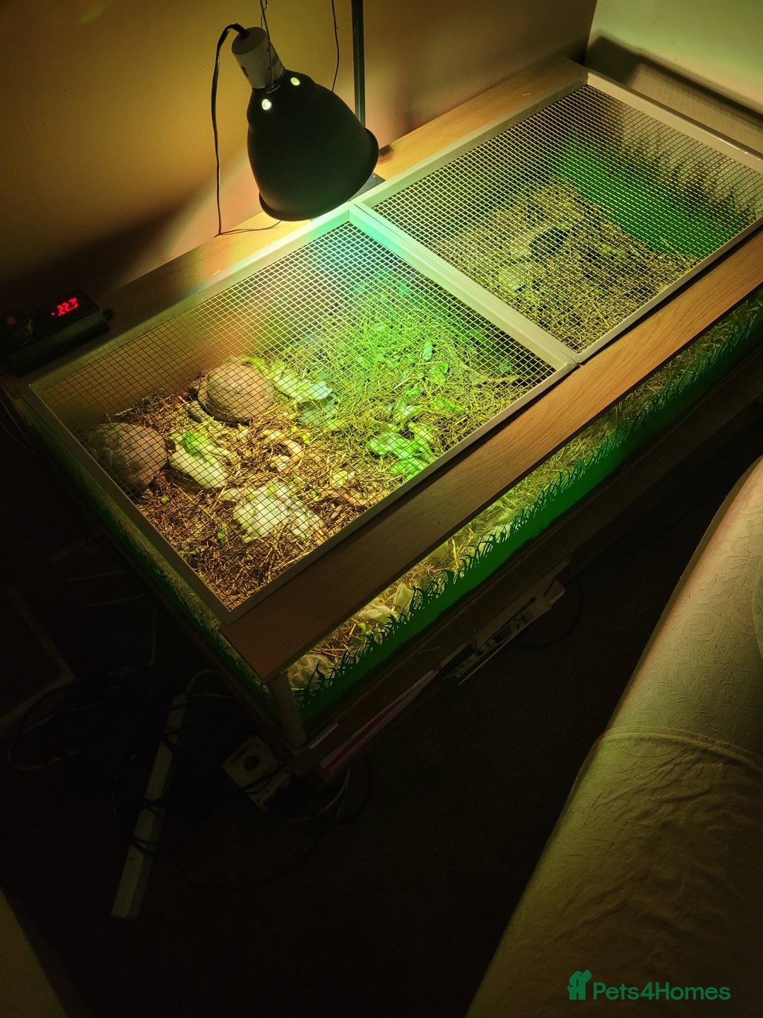 Tortoise reptiles for sale: Breeding pair of horse field tortoises with home - Image 7