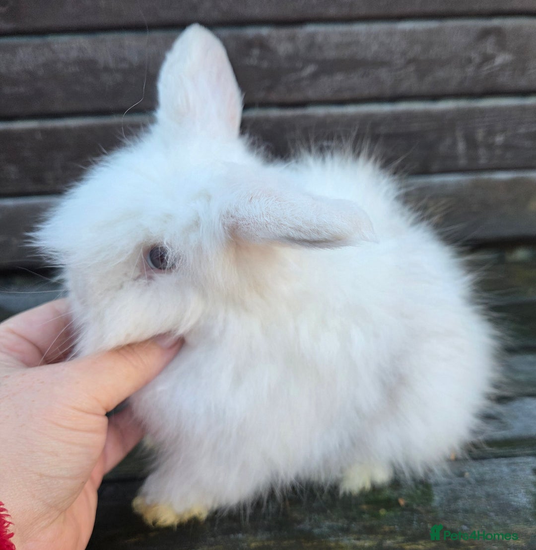 Mini Lion Lop rabbits for sale:  Male teddywidder bunnies  - Advert 19