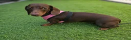 Miniature Dachshund dogs for sale: Rosie, KC-registered Dachshund  - Advert 8
