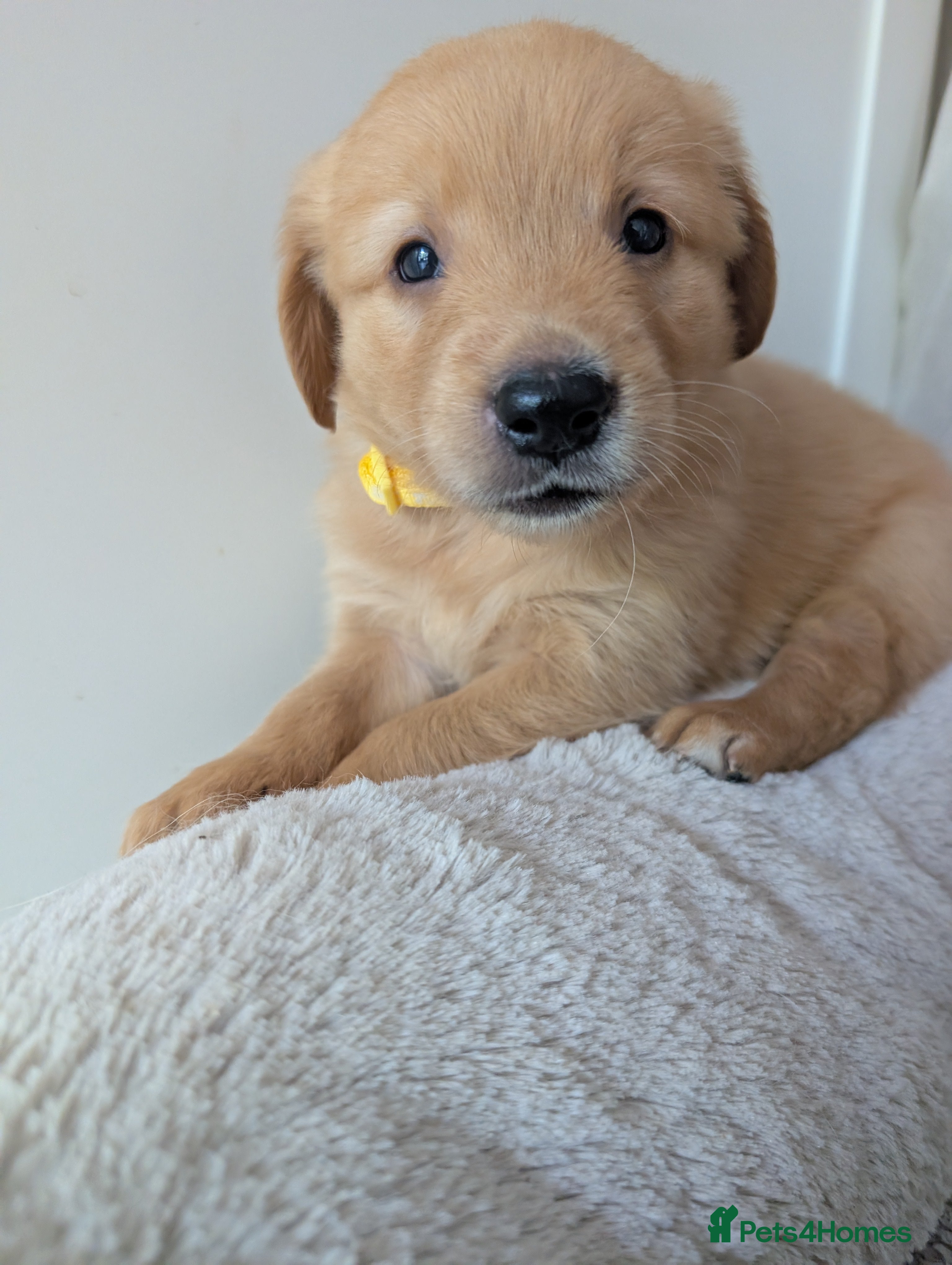 Golden Retriever dogs Beautiful KC registered Golden Retriever puppies  - Advert 2