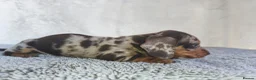 Miniature Dachshund dogs for sale: Super small miniature dachshund kc - Advert 33