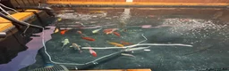 Goldfish fish for sale: Goldfish only in Widnes - Advert 1