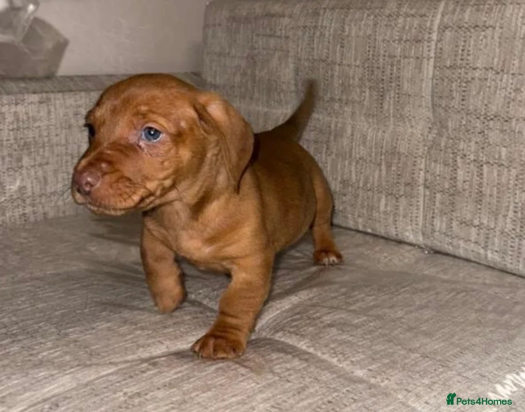 Mixed Breed dogs for sale: Daschund X puppies  - Advert 7
