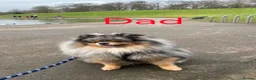 Pomeranian dogs for sale: Cute Pomeranian boys, amazing colour in Wigan - Advert 5