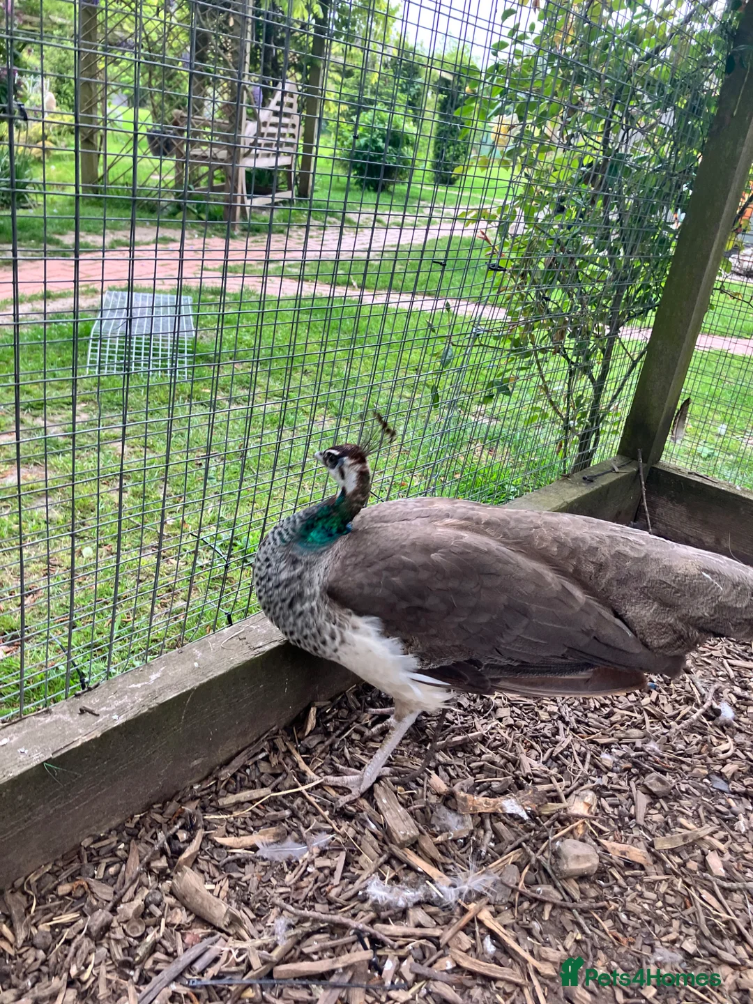 Peafowl poultry for sale: Peacocks/hen - Advert 2