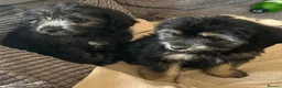 Mixed Breed dogs for sale: Beautiful cockerpoo cross puppies  - Advert 6