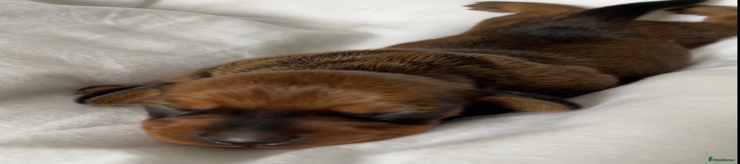 Miniature Dachshund Puppy 2