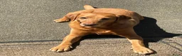 Labrador Retriever dogs for sale: Labrador  - Advert 1