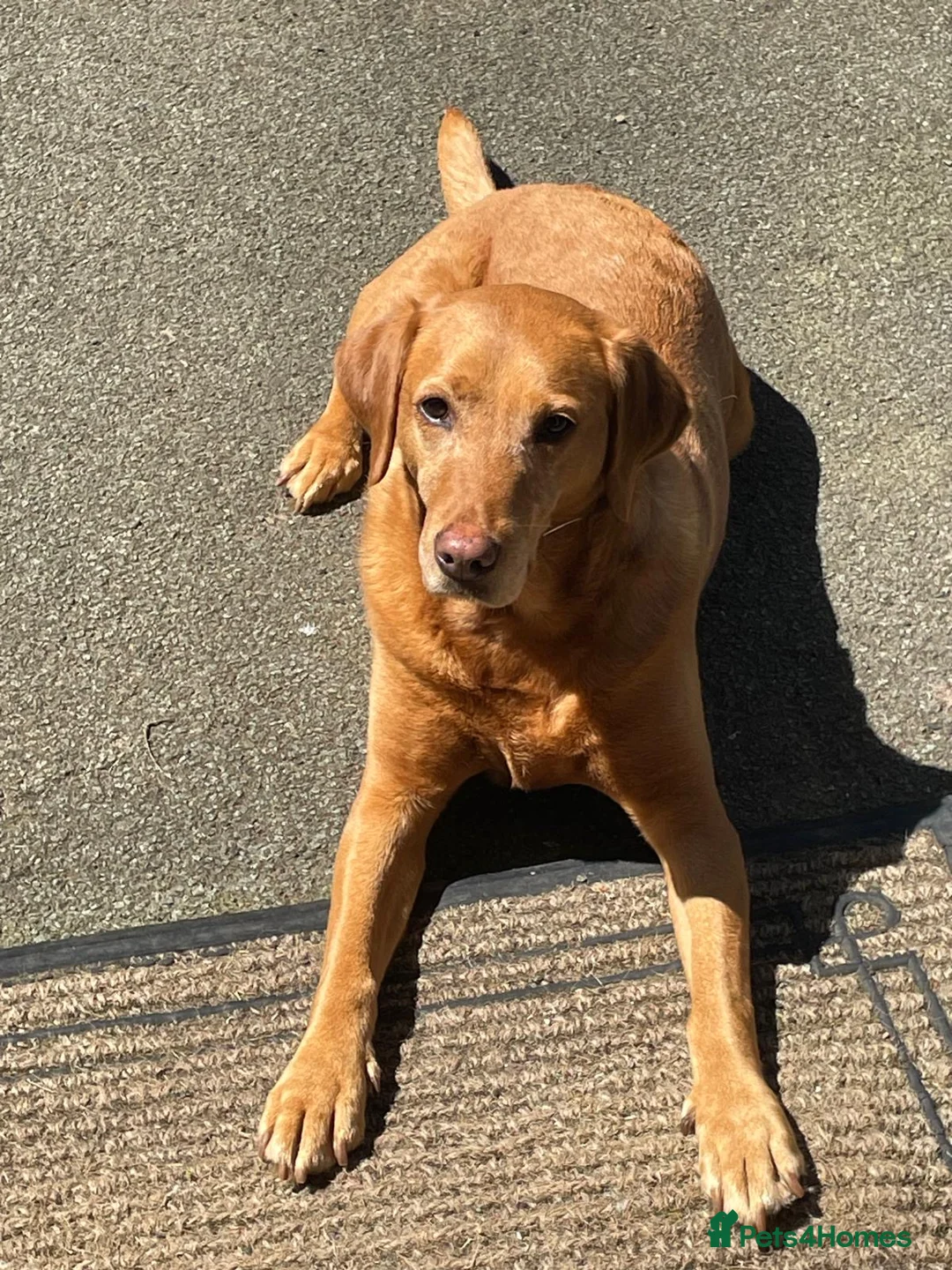 Labrador Retriever dogs for sale: Labrador  - Advert 1
