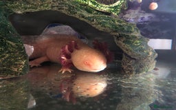 Other/Mixed Breed fish for sale: 5year old Axolotl  - Image 1