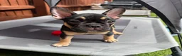 French Bulldog dogs for sale: Outstanding French Bulldog puppies  - Advert 3