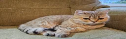 British Shorthair cats for sale: Golden British Shorthair Adult Female - Advert 4