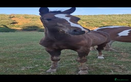Other Breed horses for sale: Beautiful Homebred Colt  - Image 2