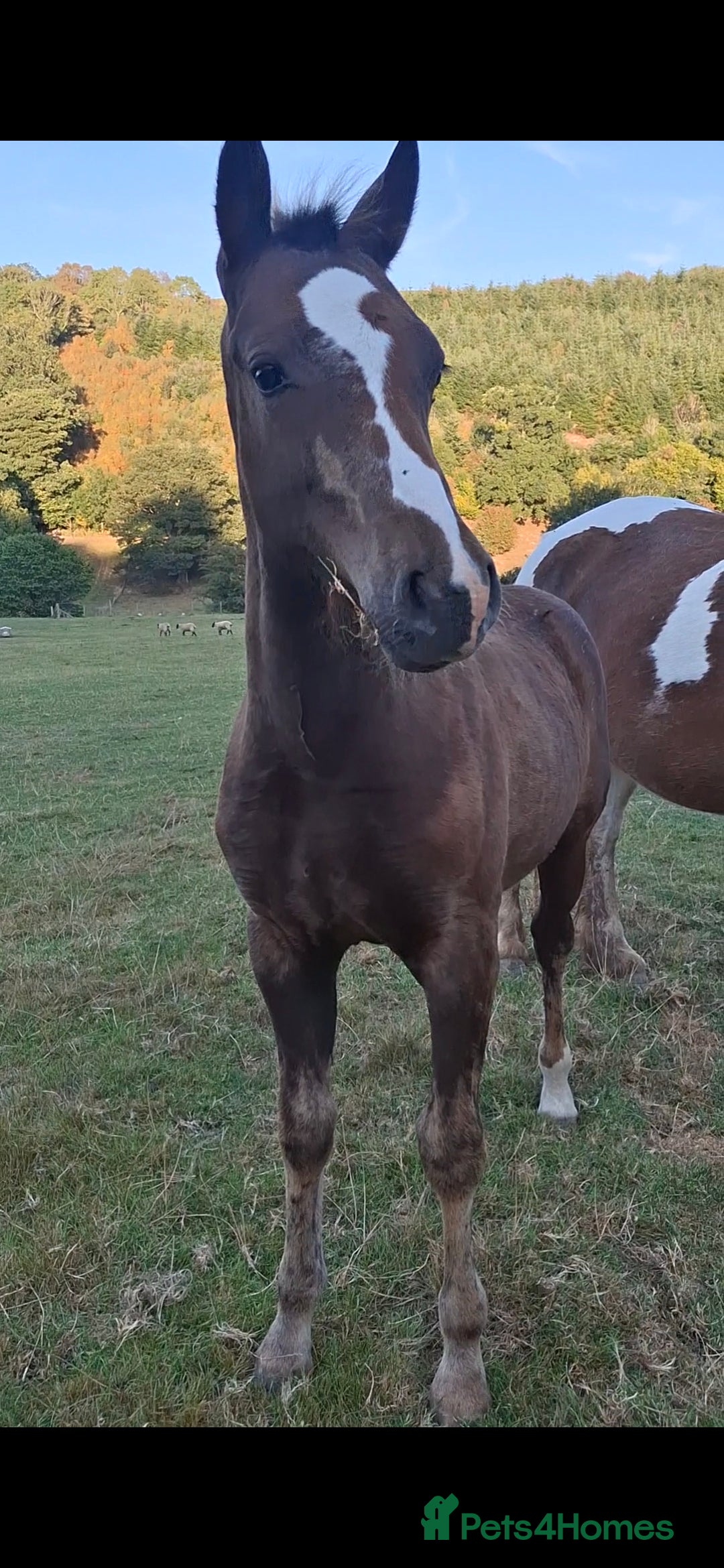 Other Breed horses for sale: Beautiful Homebred Colt  - Image 2