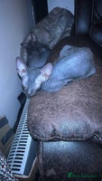 Sphynx cats FEMALE SPHYNX KITTENS - Advert 1