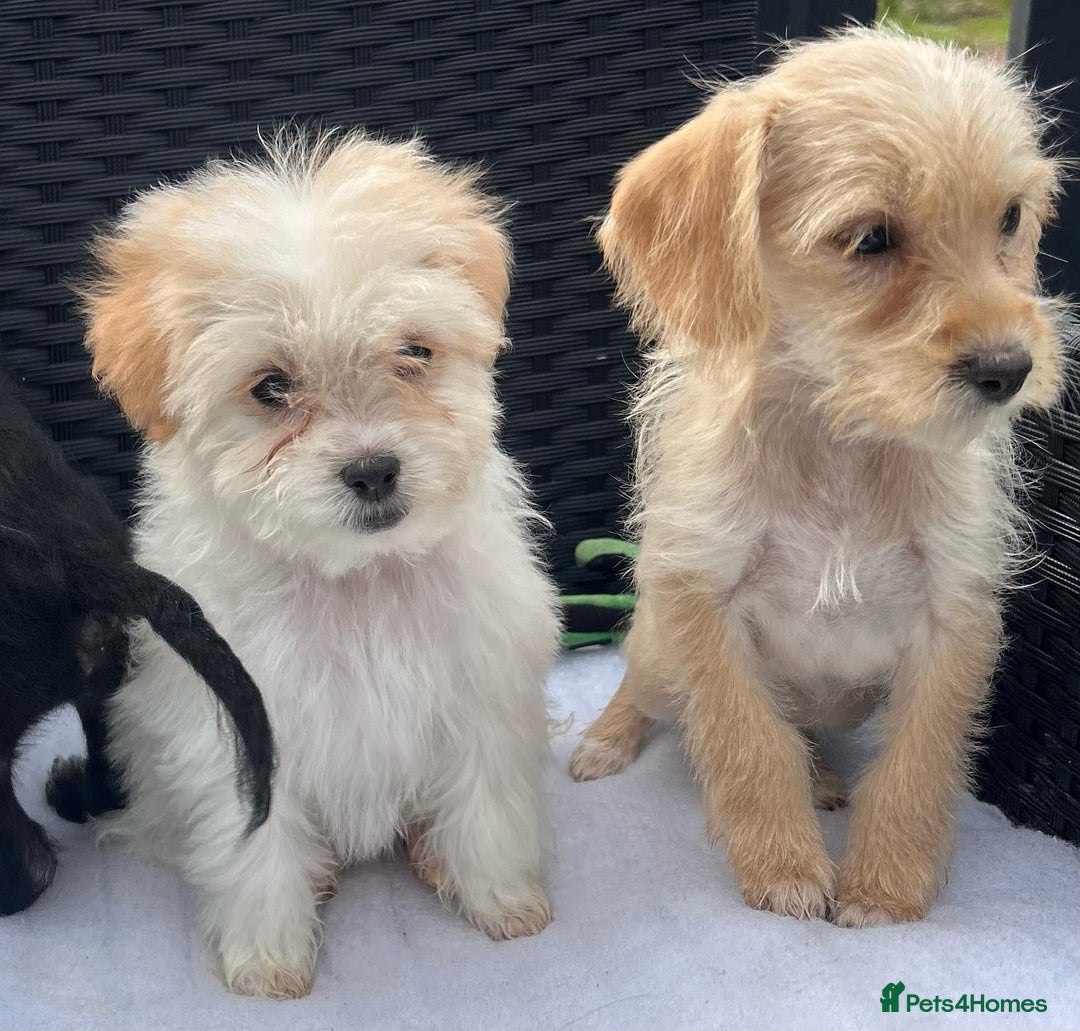 Mixed Breed dogs for sale: Jackapoo puppies - Image 10