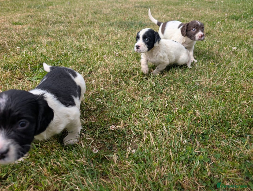 English Springer Spaniel dogs for sale: 8week old springer spaniels - Image 9