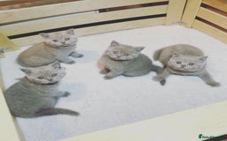 British Shorthair cats for stud: Lilac British Shorthair Stud service only in Huddersfield - Image 17