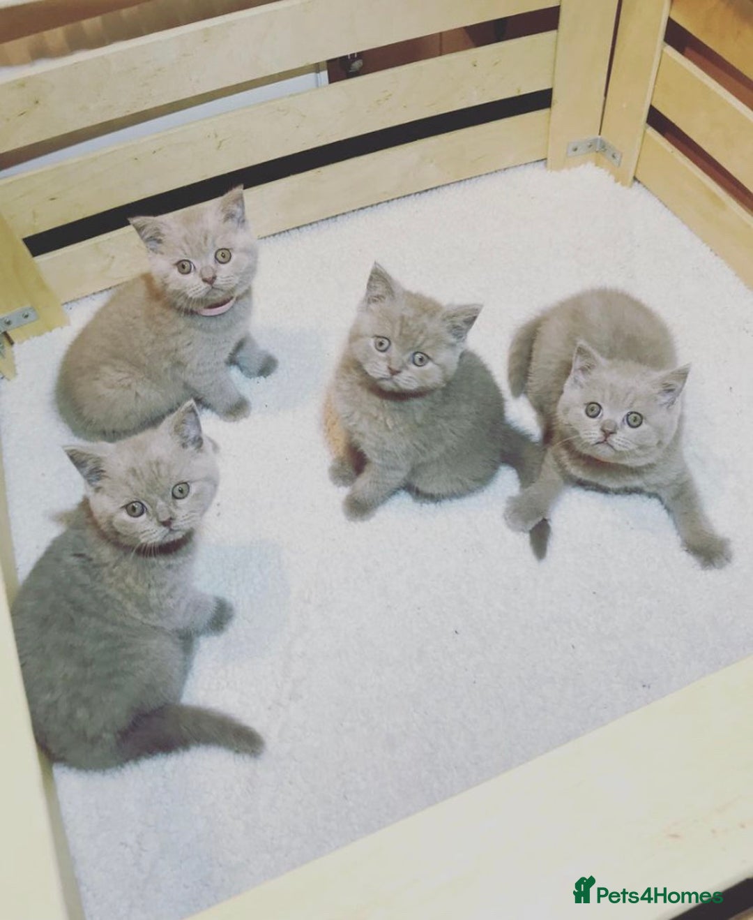 British Shorthair cats for stud: Lilac British Shorthair Stud service only in Huddersfield - Image 17