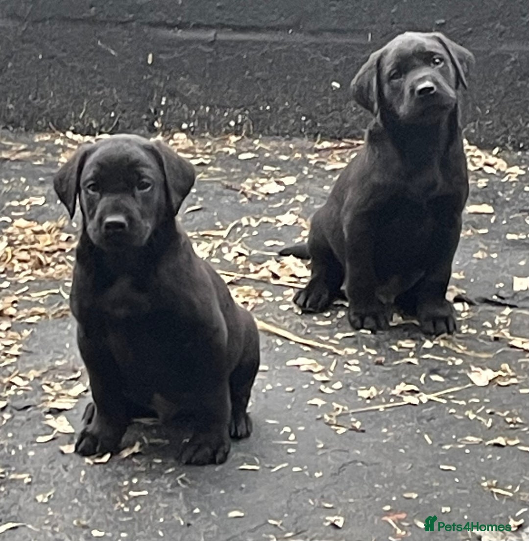 Labrador Retriever dogs for sale: Quality Pups from Fully Health Tested Parents - Advert 5