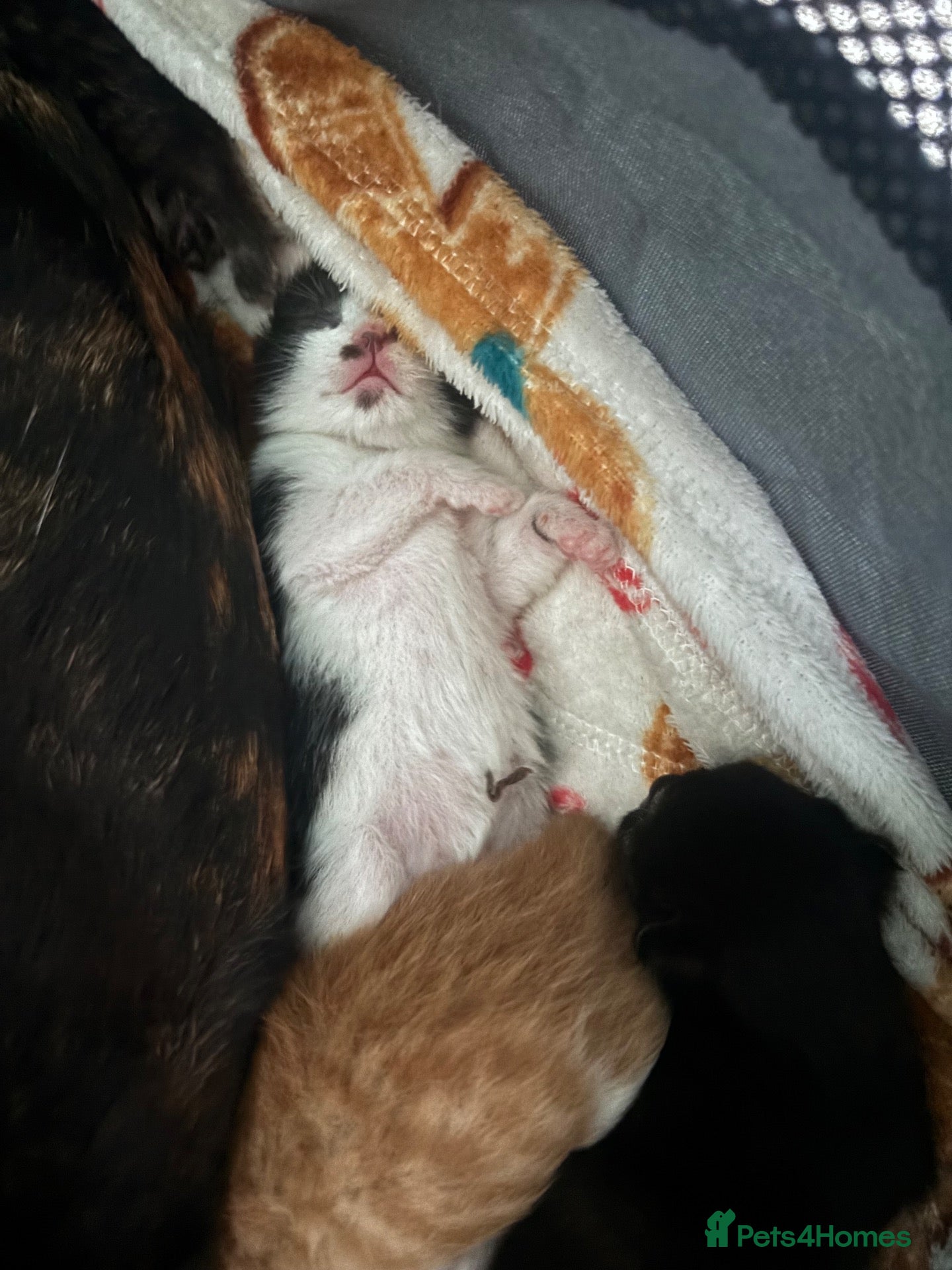 Mixed Breed cats ONLY 1 BEAUTIFUL BLACK & WHITE KITTEN LEFT 🐾 - Advert 2