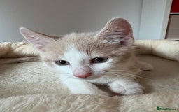 Mixed Breed cats for sale: Beautiful beige and white kitten. Ready to go.  - Image 3