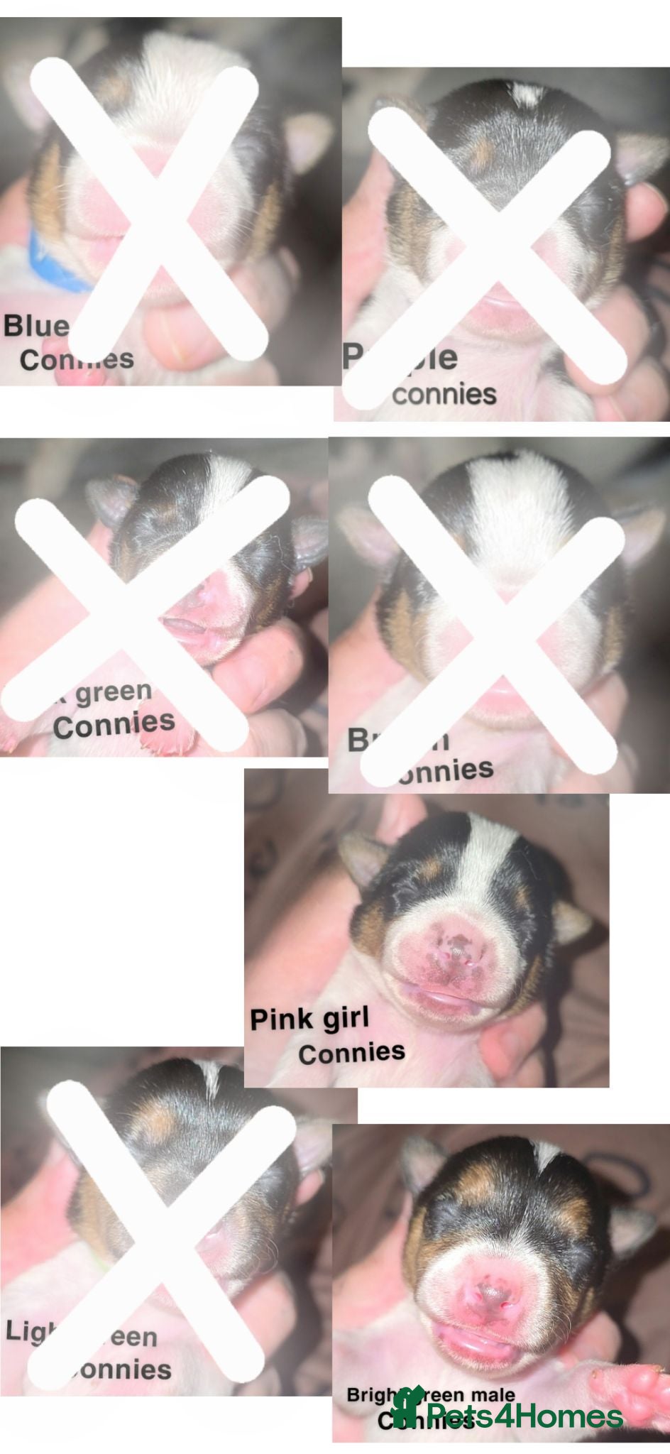 Jack Russell dogs 7 miniature jack russells  - Advert 16