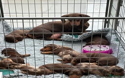 Miniature Dachshund dogs for sale: 8 Quality dachshunds fluffy and smooth for sale** - Image 2