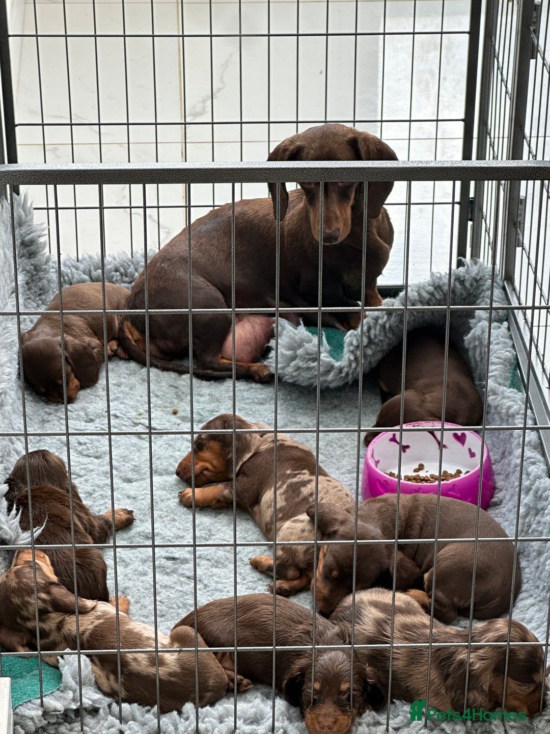 Miniature Dachshund dogs for sale: 8 Quality dachshunds fluffy and smooth for sale** - Image 2