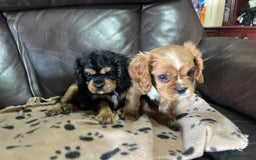 Cavalier King Charles Spaniel dogs for sale: Beautiful Cavalier King Charles Spaniel Puppies - Image 1