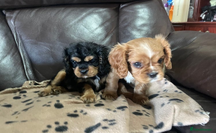 Cavalier King Charles Spaniel dogs - Advert 1