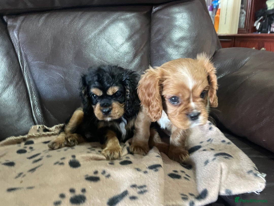Cavalier King Charles Spaniel dogs for sale: Beautiful Cavalier King Charles Spaniel Puppies - Image 1