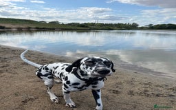 Dalmatian dogs for stud: Looking for Dalmatian stud! - Image 9