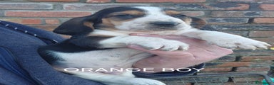 Basset Hound orange Boy 