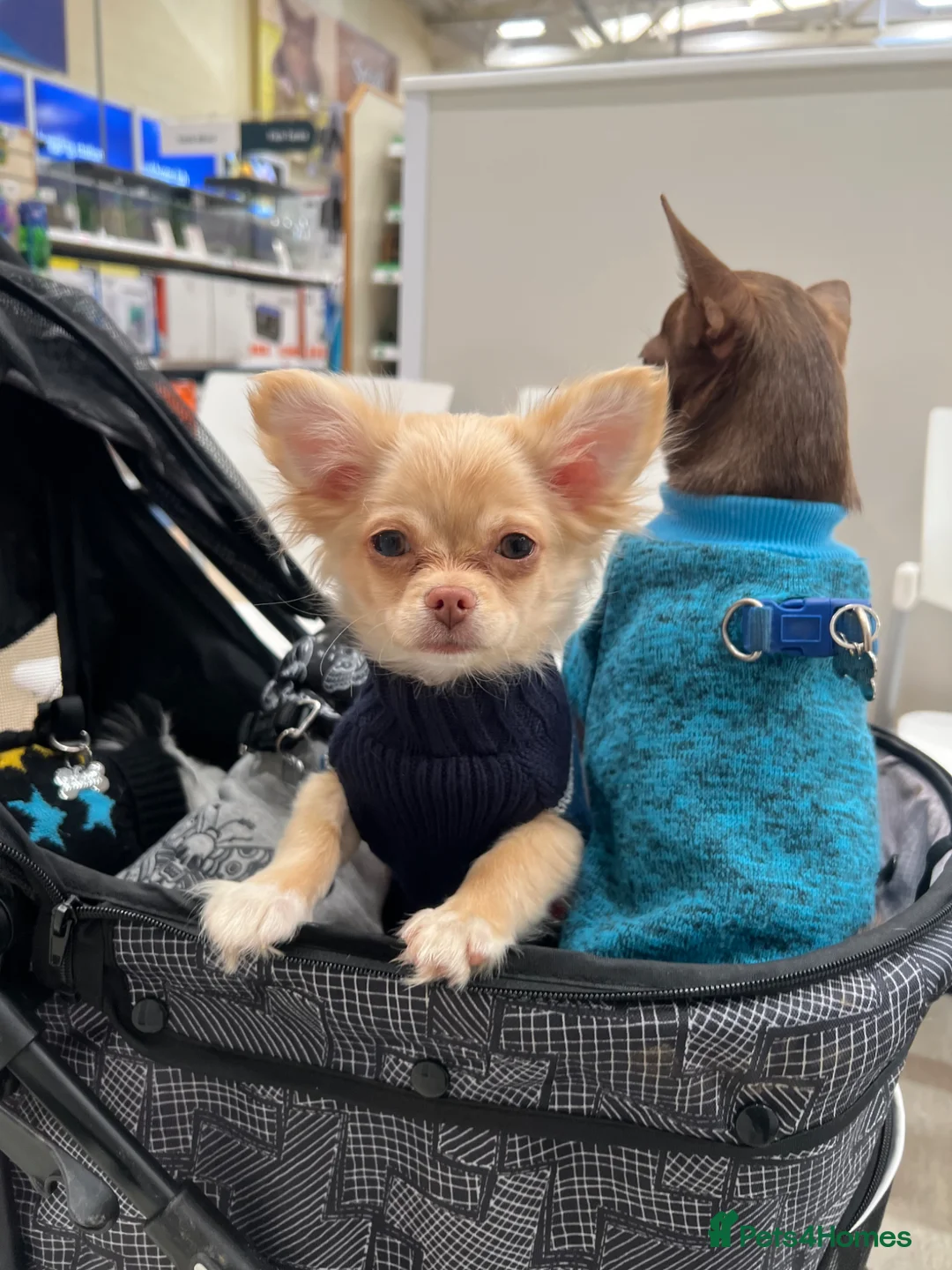 Chihuahua dogs for sale: Stunning cream & white chihuahua boy - Advert 2