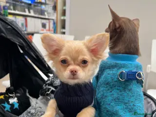 Chihuahua dogs Stunning cream & white chihuahua boy - Advert 5