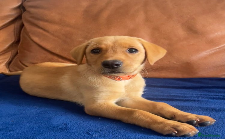Labrador Retriever dogs - Advert 10